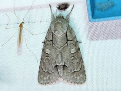 Acronicta radcliffei