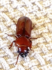 Meridiandra capicola