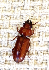 Meridiandra capicola