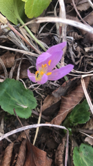 Colchicum trigynum