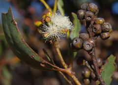 Eucalyptus uncinata