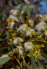 Eucalyptus uncinata