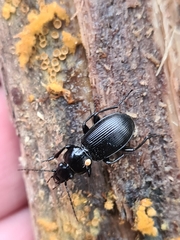 Pterostichus aethiops