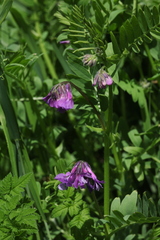 Vicia sosnowskyi