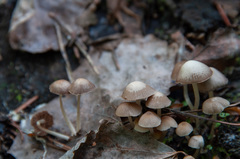 Psathyrella pygmaea