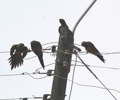 Cyanoliseus patagonus