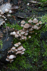 Psathyrella pygmaea