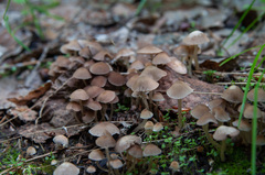 Psathyrella pygmaea
