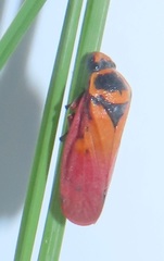 Locris areata