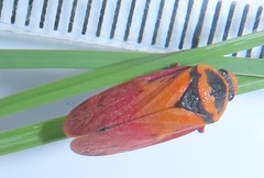 Locris areata