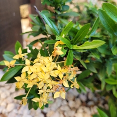 Ixora coccinea lutea