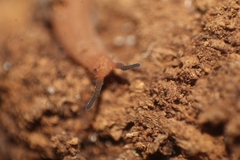 Kumbadjena extrema