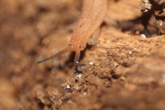 Kumbadjena extrema