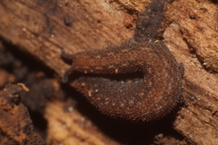 Kumbadjena extrema