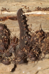 Kumbadjena extrema