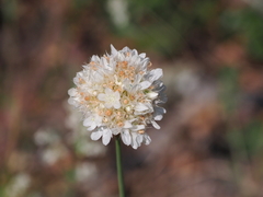 Armeria canescens