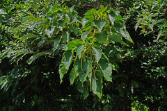 Acalypha grandibracteata