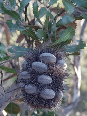 Banksia lemanniana