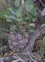 Banksia lemanniana