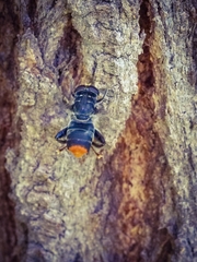 Malometasternum rufocaudatum