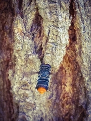 Malometasternum rufocaudatum