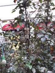 Passer domesticus