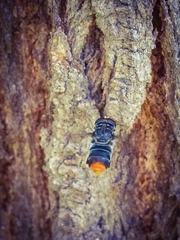 Malometasternum rufocaudatum