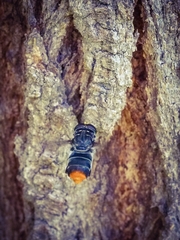 Malometasternum rufocaudatum