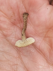 Lentinus stuppeus