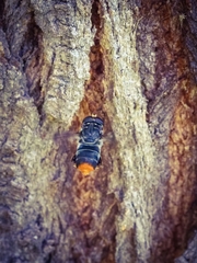 Malometasternum rufocaudatum