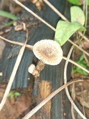 Lentinus stuppeus