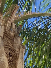 Melanerpes carolinus image