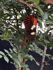 Heliconius doris