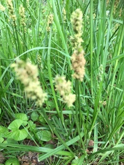 Carex vulpinoidea