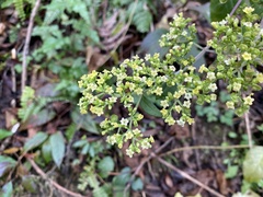 Patrinia monandra