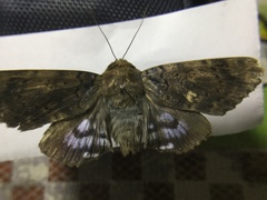 Lepidoptera