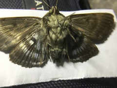 Lepidoptera
