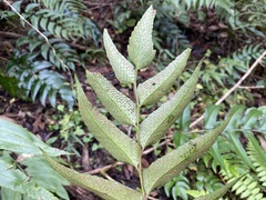 Cyrtomium devexiscapulae