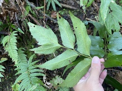 Cyrtomium devexiscapulae