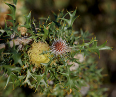 Banksia pallida