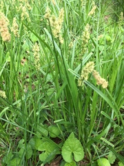Carex vulpinoidea