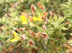 Aspalathus cordata