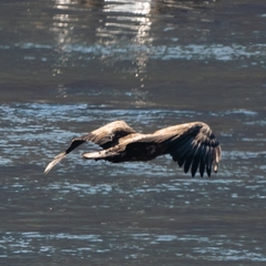 Haliaeetus albicilla