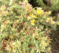 Aspalathus cordata