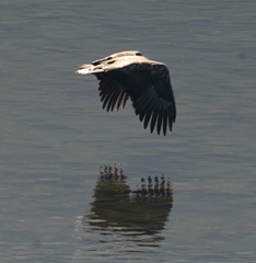 Haliaeetus albicilla