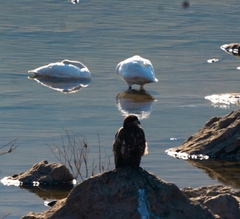 Haliaeetus albicilla