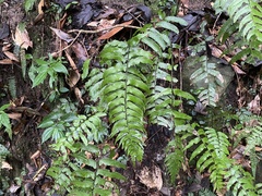 Diplazium wichurae