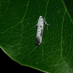 Yponomeuta irrorellus