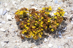 Oncosiphon sabulosus