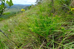 Euryops laxus